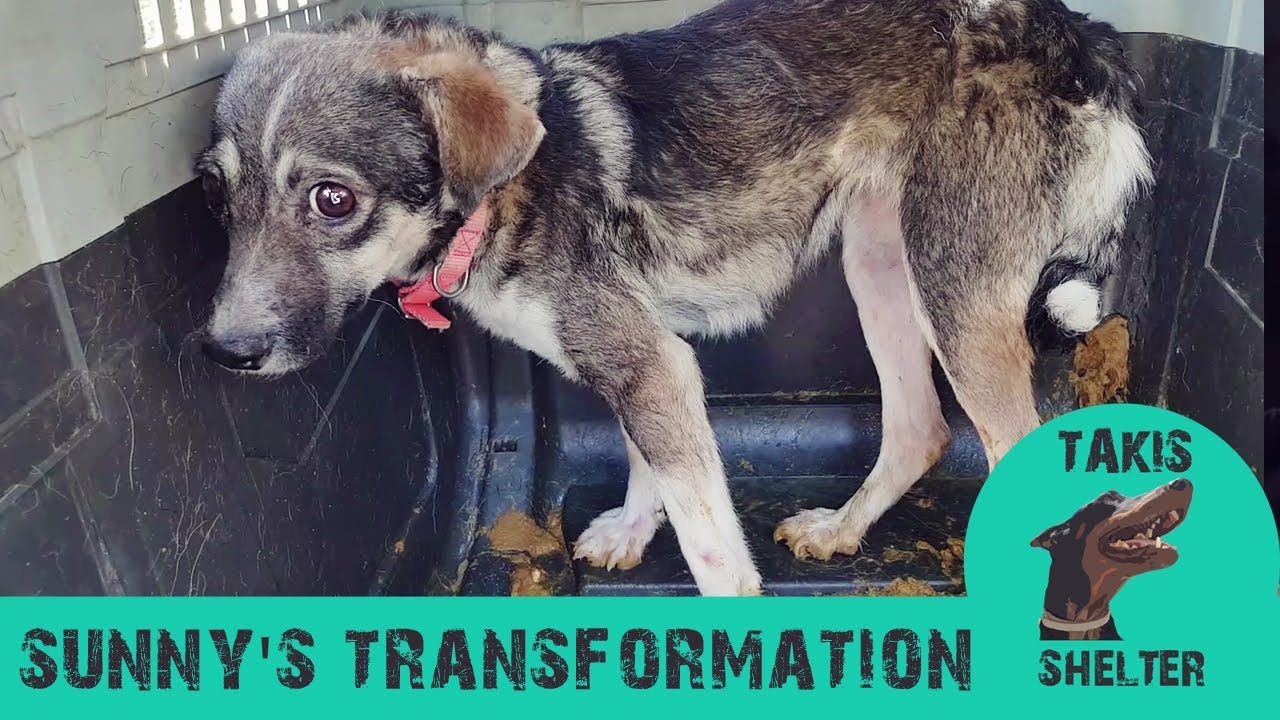 Terrified dog gets amazing transformation - Sunny - Takis Shelter