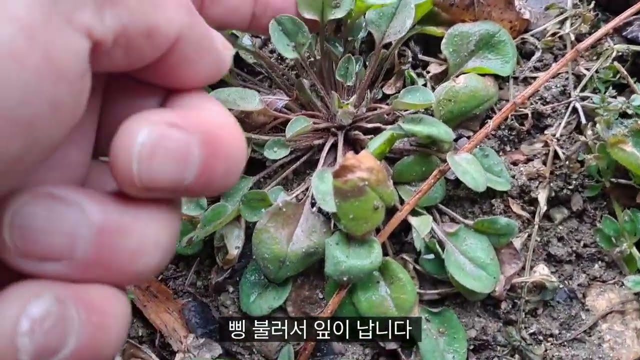 나물로 먹어도 요실금 야뇨증 수족마비 근육마비에 효능 