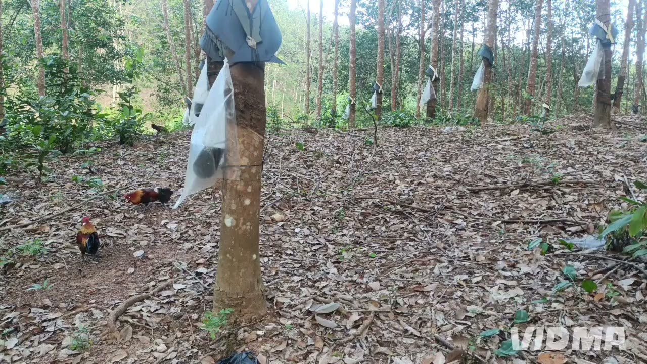 Pha đập cánh chốt hạ một cuộc chiến                    Tôi yêu động vật 