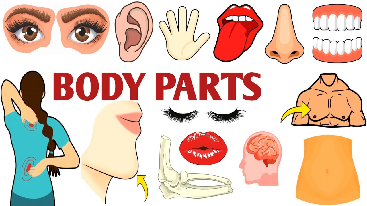 Parts of the Body | Parts of the Body for LKG Kids | Learn Body Parts & Sense Organs | #partsofbody 