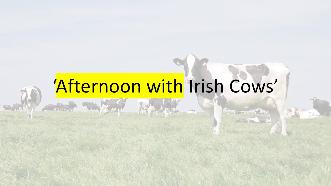 Analysis of 'Afternoon with Irish Cows' by Billy Collins
