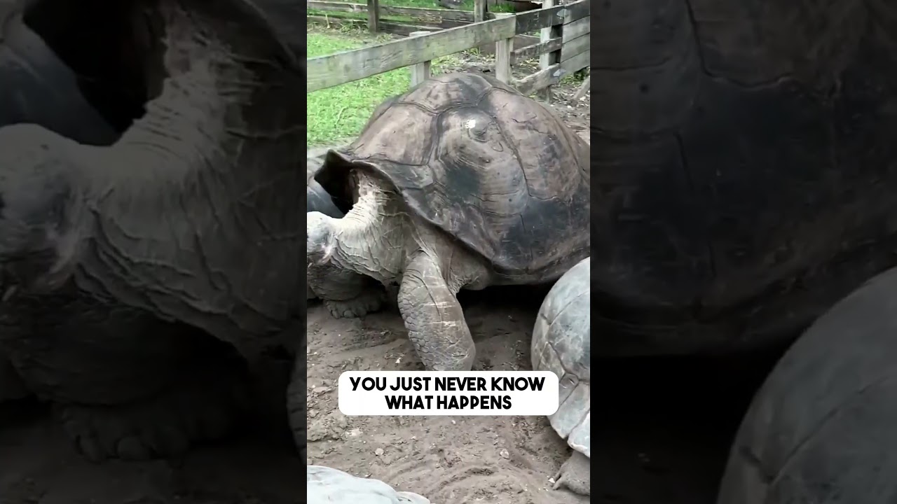 Life at the Giant Tortoise Farm