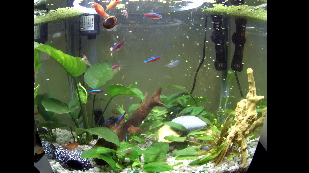 Firefly 8s 4k - Acquario da 32lt completo - con lemna minor in superficie