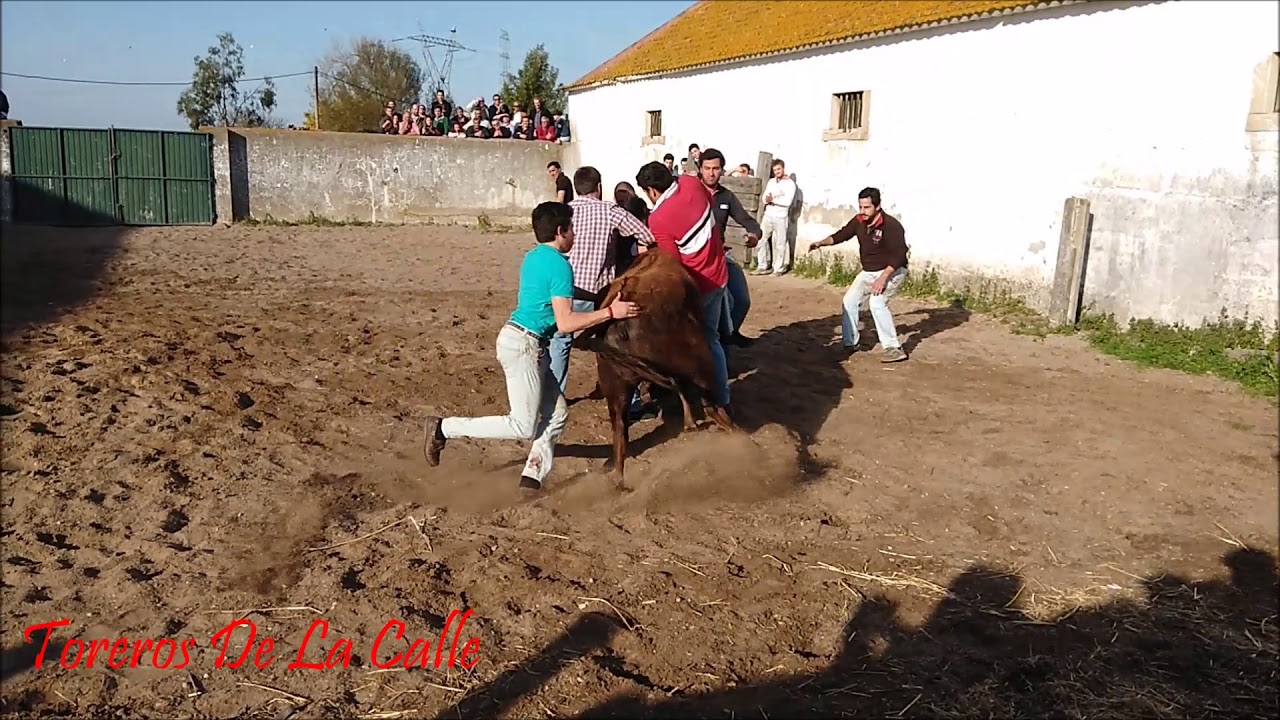 Treino GFAA da Moita, Ganadaria Prudêncio