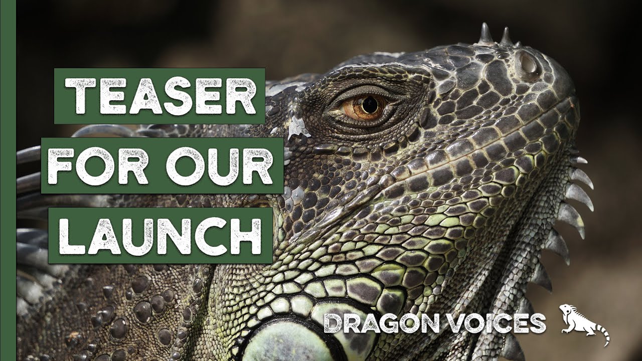 OUR REPTILE CHANNEL IS HATCHING SOON