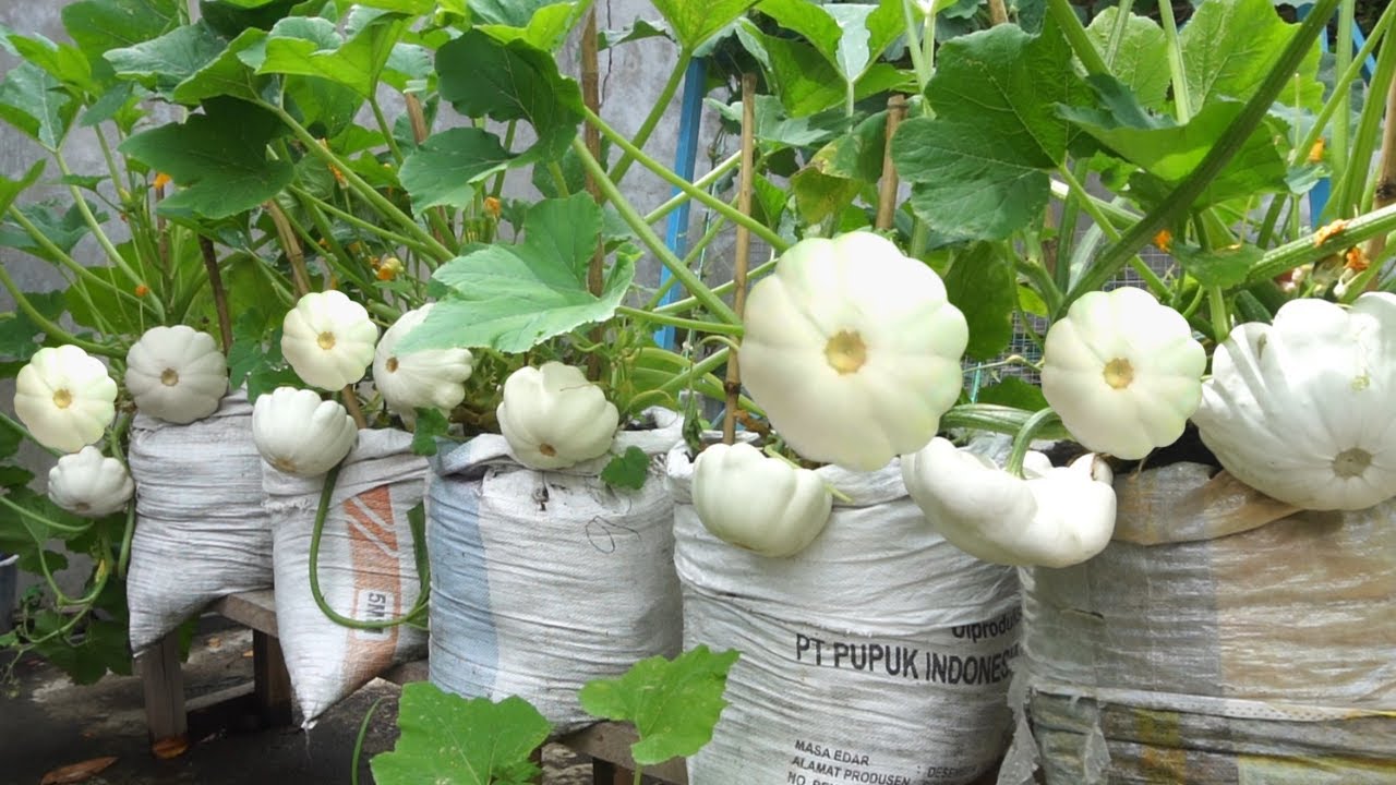 Cara Menanam Zucchini Atau Squash Pusih Dalam Karung Bekas | Growing Early White Bush Scallop Squash