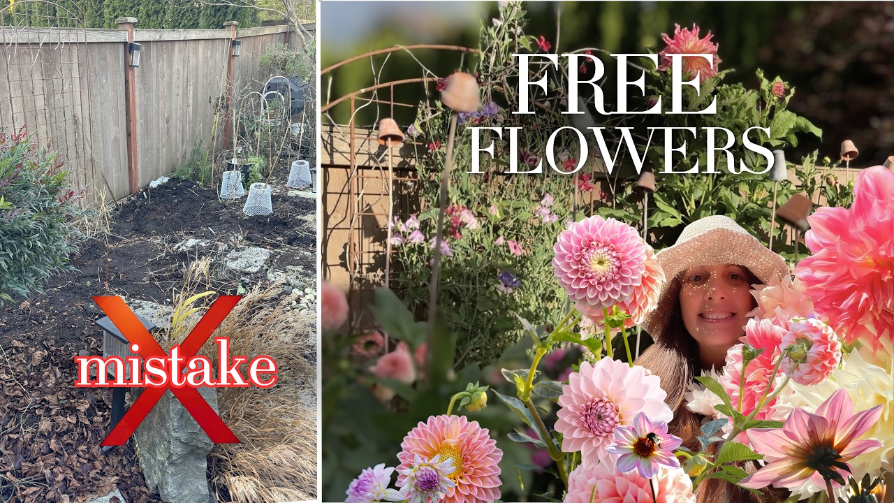 How To Grow A Small Garden Beauty For Free - Suburban Gardening