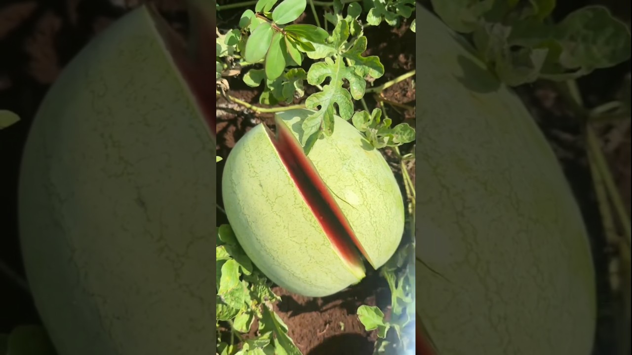 I saw a watermelon being cut after collecting it from the field. #watermelon #harvesting #fruits