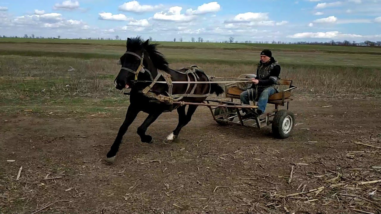 Жизнь в деревне. Покатушки на двуколке.