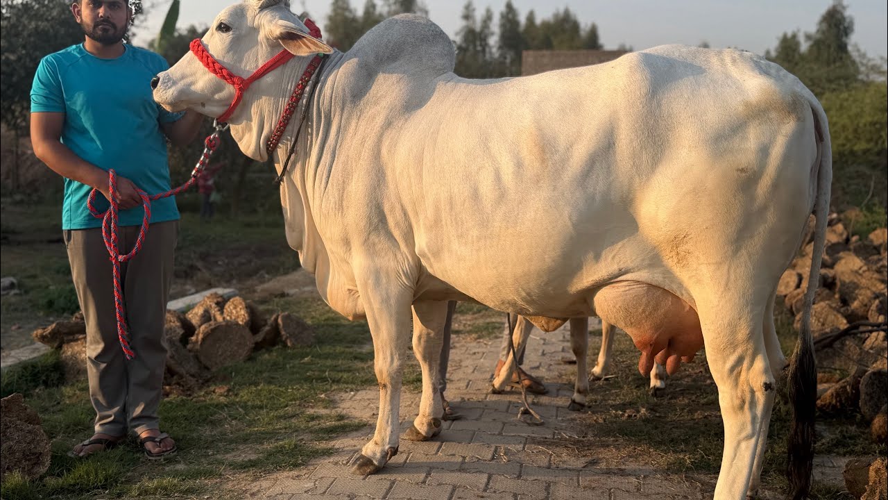 MANJEET BHAINSWAL Dairy Farm is live