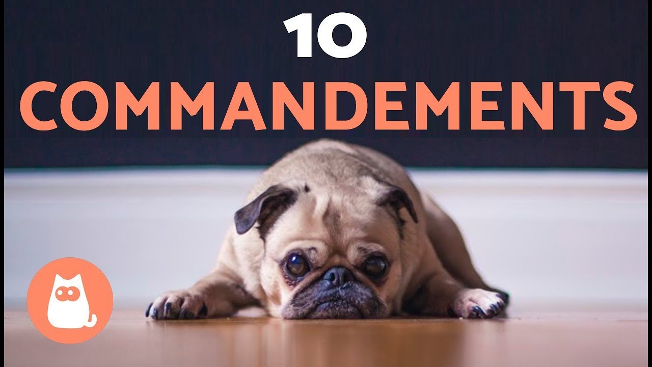 Les dix commandements du chien, les respectes-tu ?