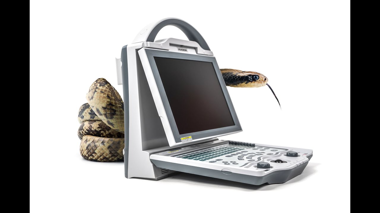 KX5600v Walkthrough For Snake & Reptile Ultrasound Scanning
