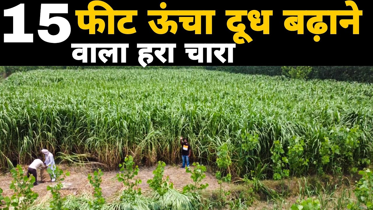 15 फीट ऊंचा दूध बढ़ाने वाला हरा चारा |Super Napier 20 Grass Fodder Hara Chara Dairy farm