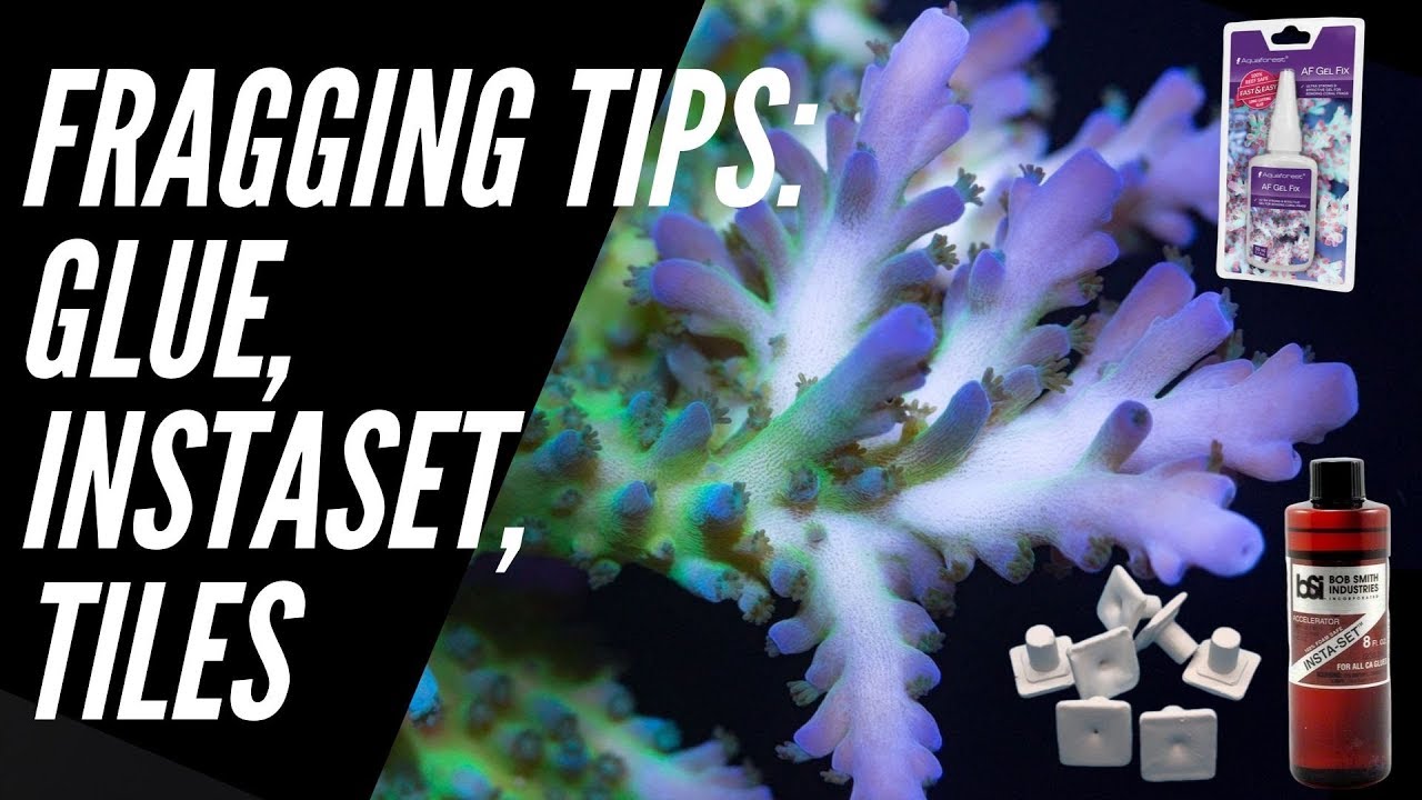 Coral Fragging Tips - Glue, Instaset & Tiles