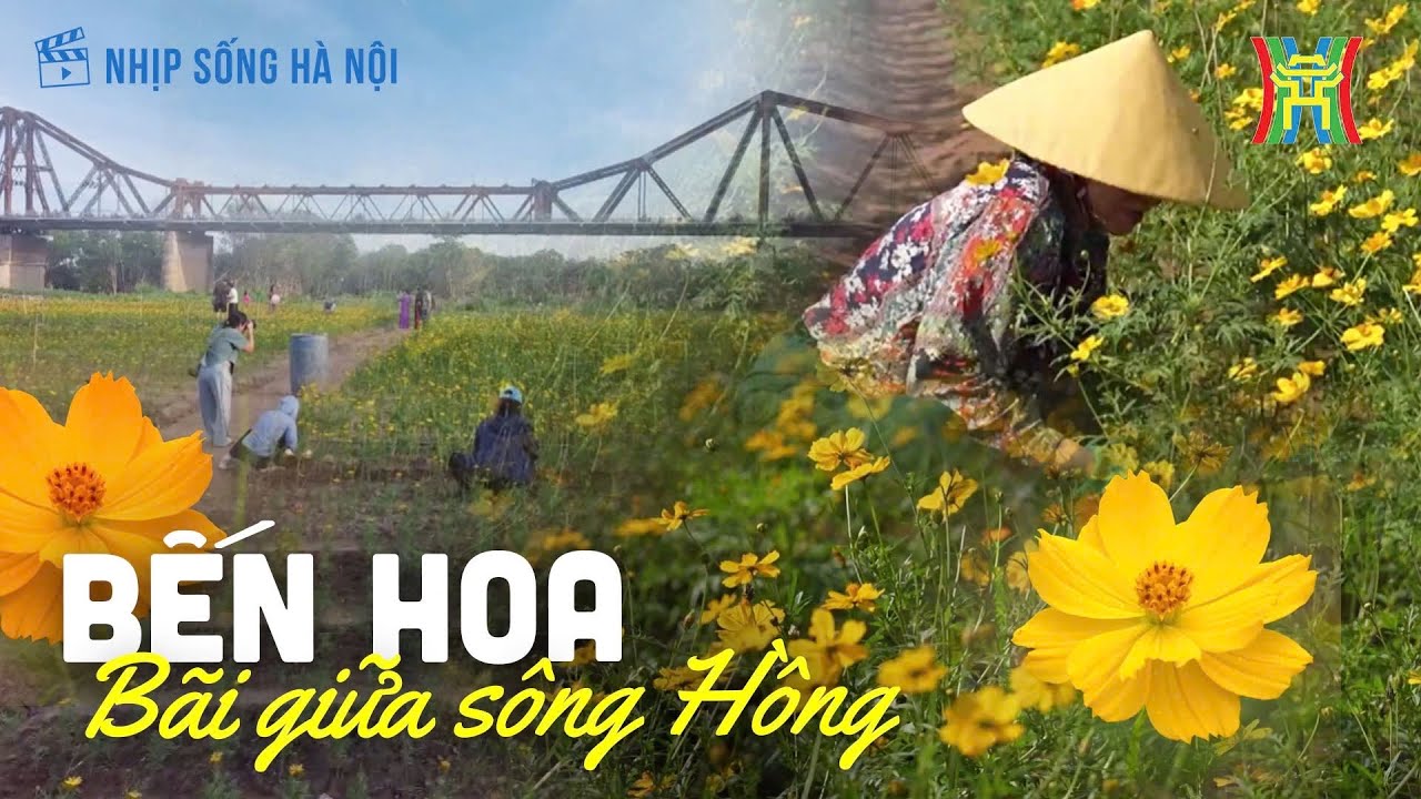 Trồng hoa ở bãi giữa sông Hồng | Nhịp sống Hà Nội