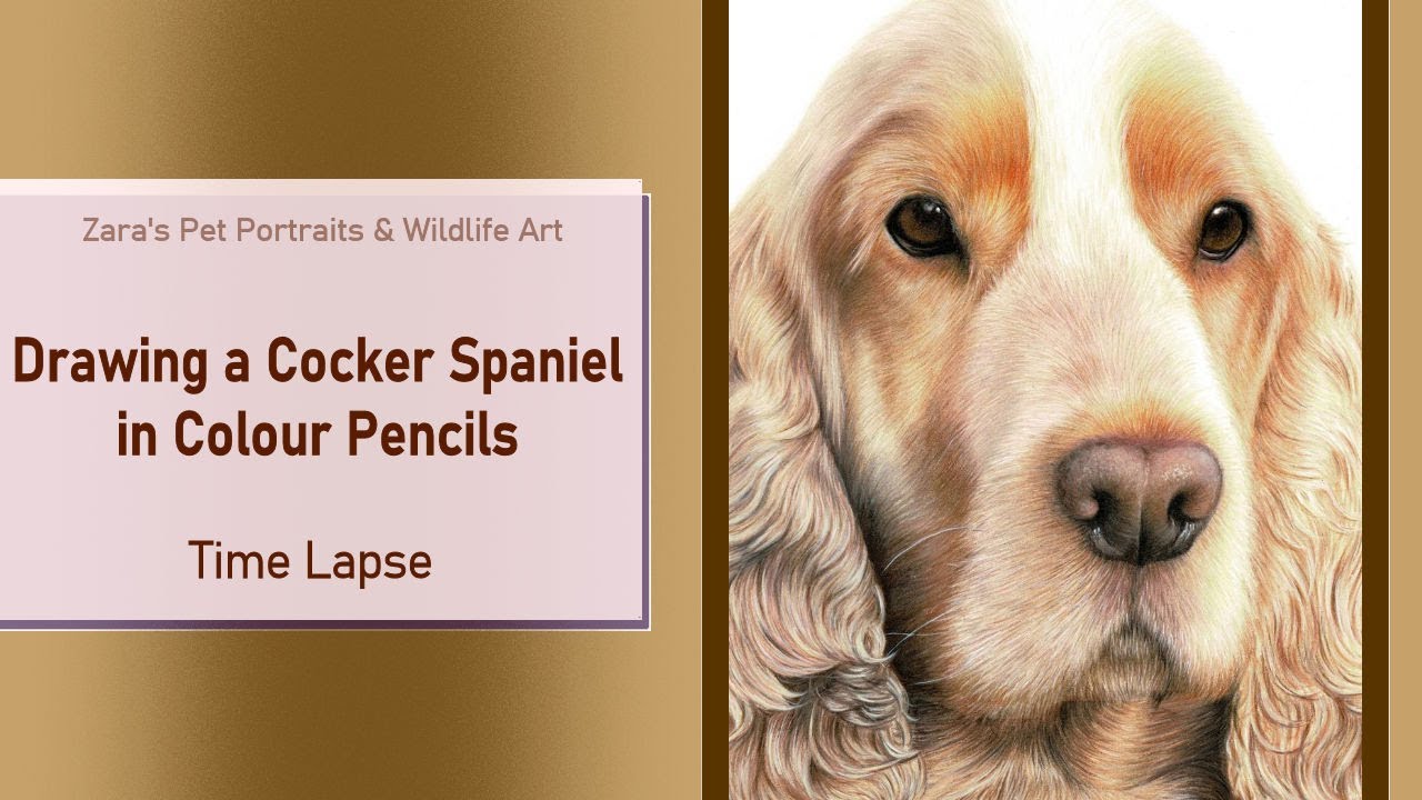 Cocker Spaniel Drawing in Colour Pencils | Pet Portrait