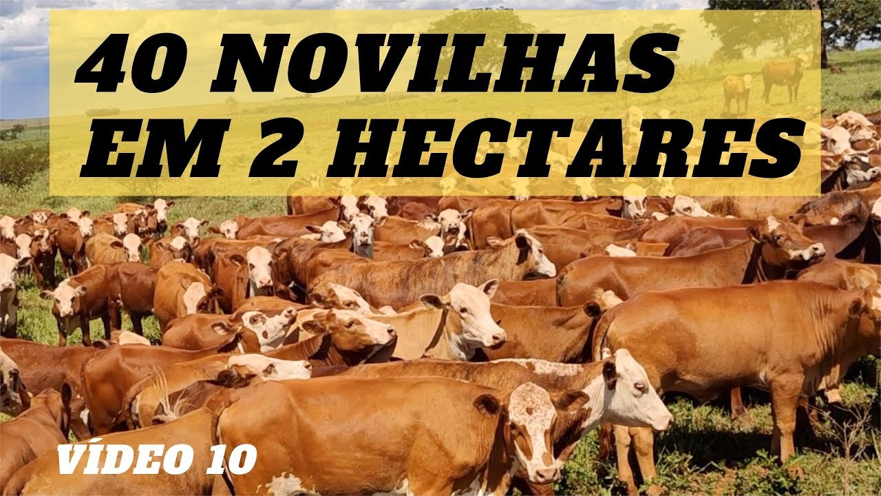 #10 PASTEJO ROTACIONADO - ALTA PRODUTIVIDADE - GADO 100% A PASTO.