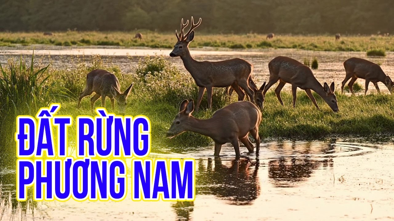 ĐẤT RỪNG PHƯƠNG NAM | Động Vật Hoang Dã Việt Nam.
