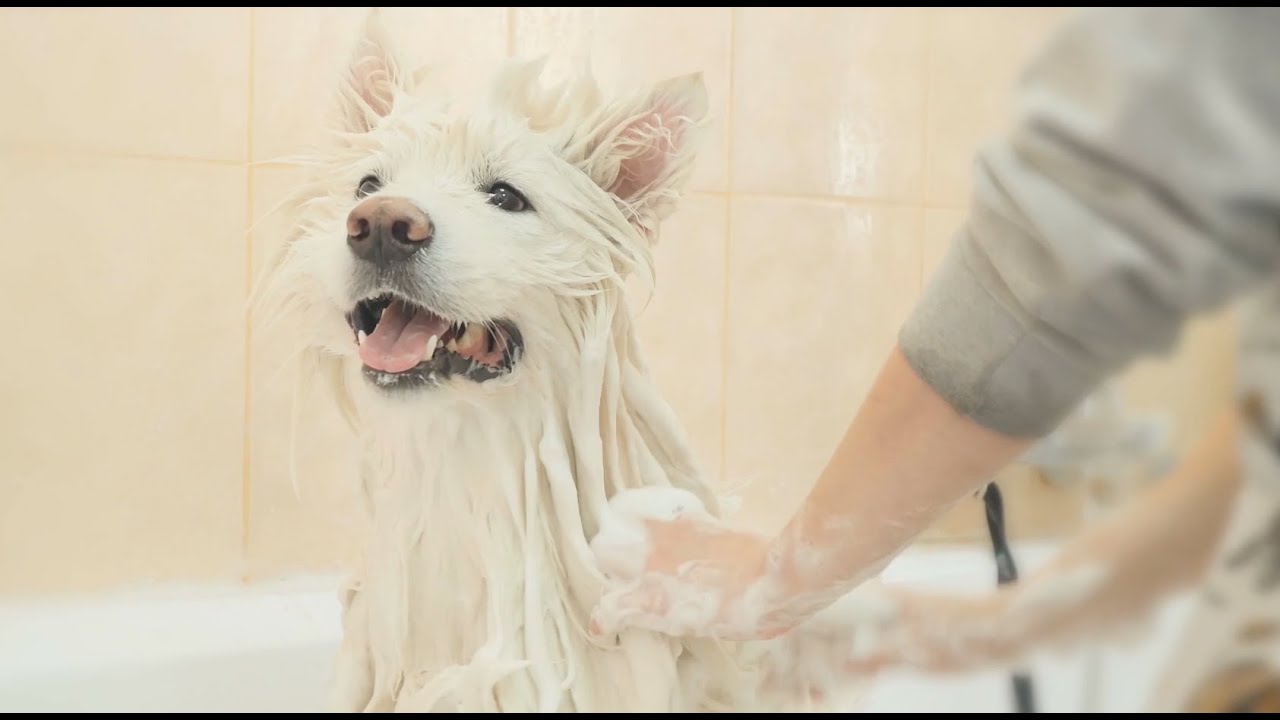 NanoSanitas - Advanced Pet Care Products for Long Lasting Odour Prevention and Healthy Skin and Fur