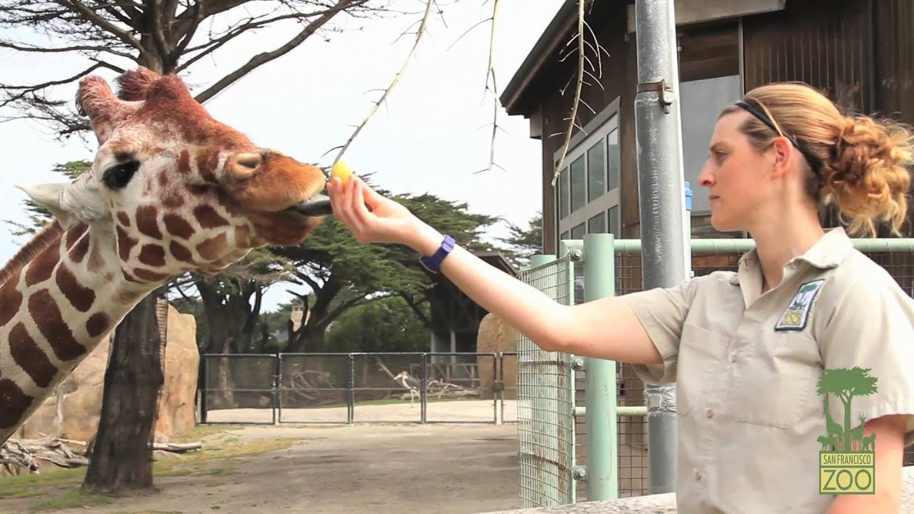 Giraffe Lodge