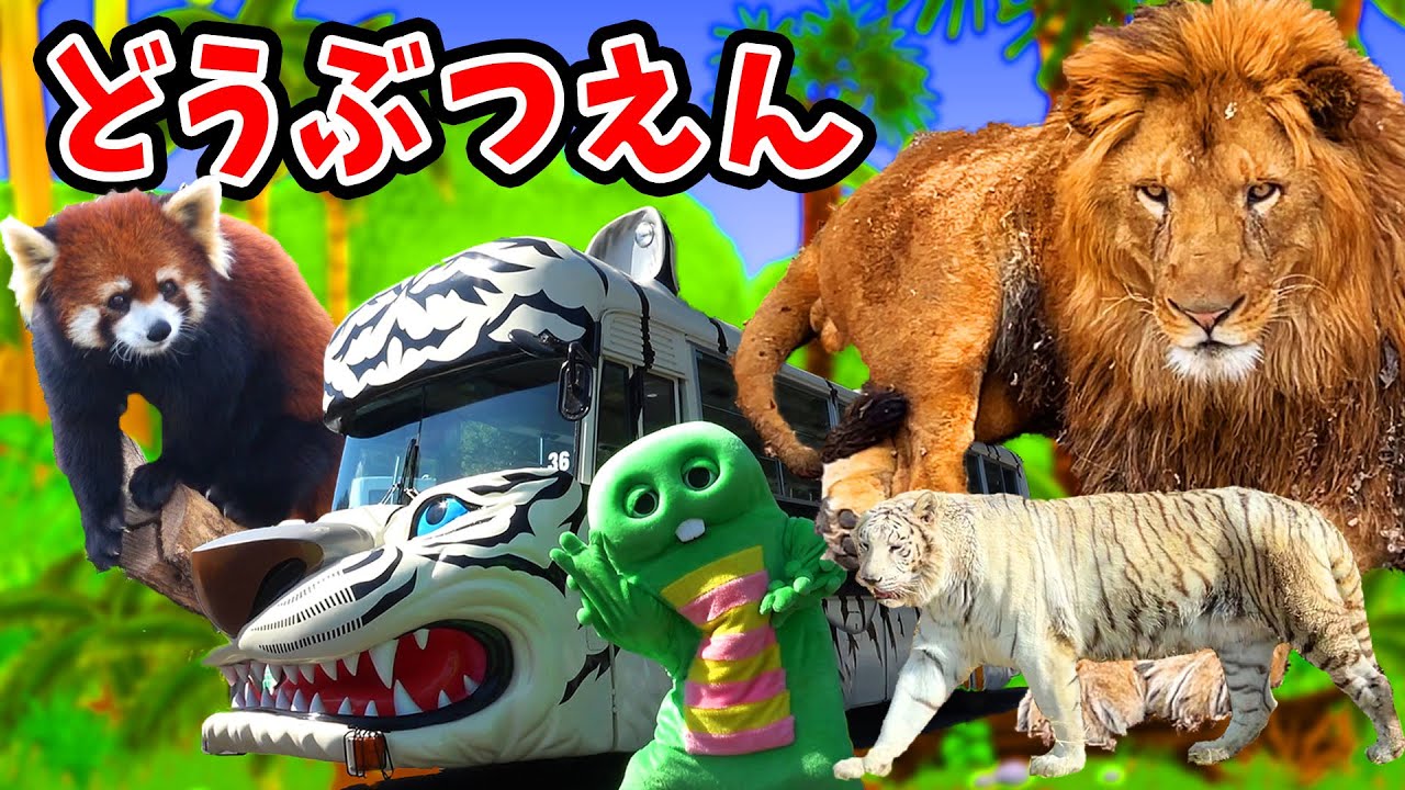 サファリで百獣の王『ライオン』に出会いました…!!【どうぶつえん(動物園)】【ライオン】【レッサーパンダ】【カピバラ】【ホワイトタイガー】【群馬サファリパーク】