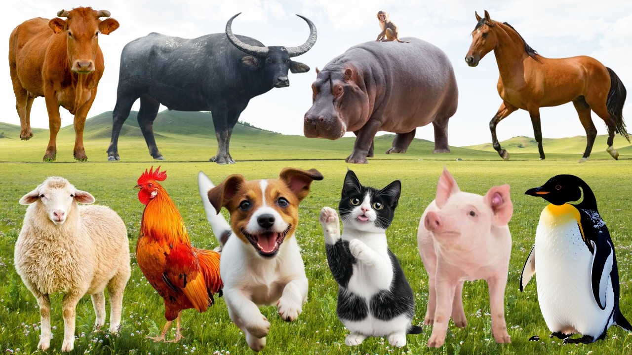 🌿 Đồng Quê Viết Nên Bản Nhạc Đáng Yêu – Khi Gà, Bò, Dê & Mèo Rộn Ràng Hát Ca Vui Nhộn | Animals 🐓🐄🐱