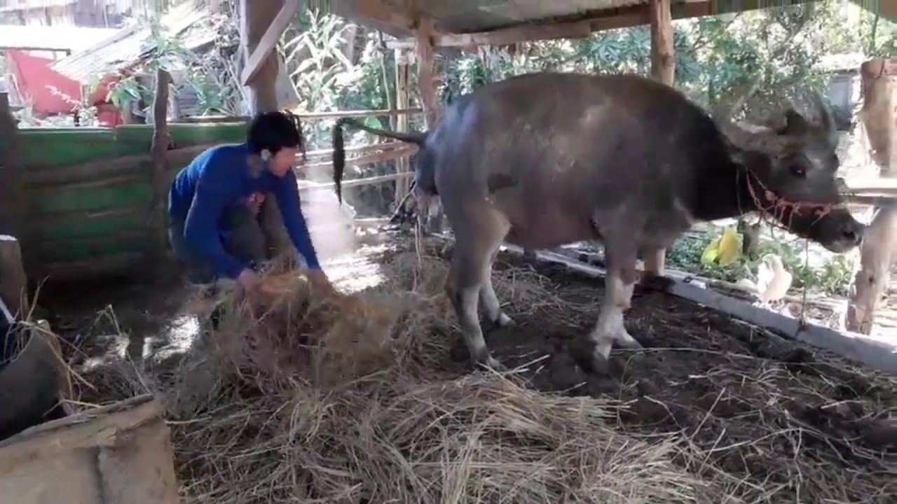 #ควายออกลูก ลูกตัวใหญ่มาก #น้องควาย