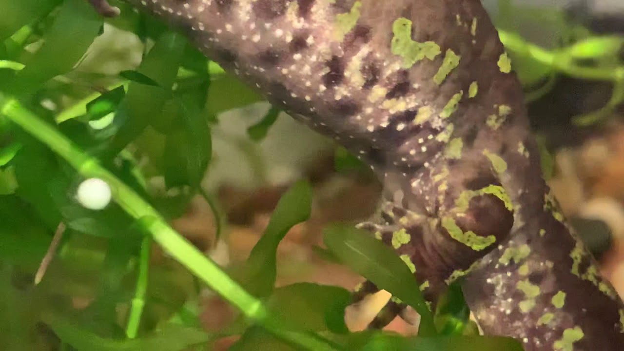 Triturus marmoratus laying eggs 26/02/19