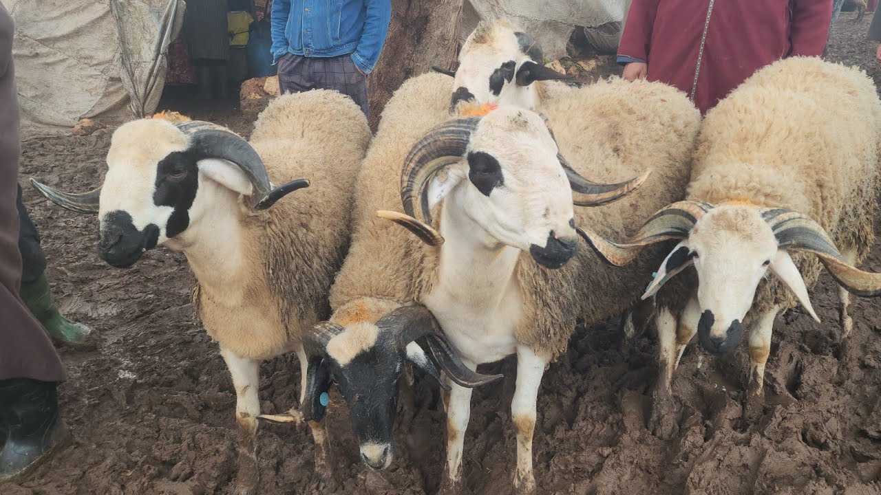 مباشرة من سوق الأسبوعي خميس سيدي حجاج مع تمن خروف حولى 
