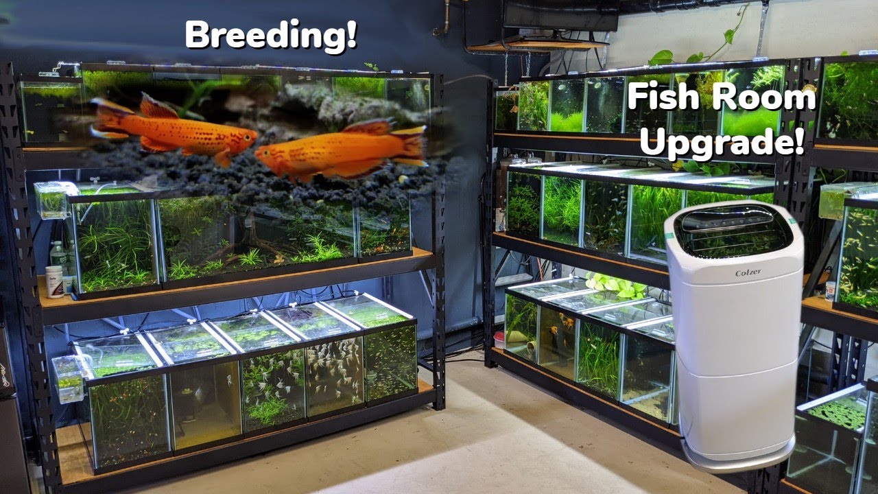 Orange Australe Killifish Breeding, Fish Room Upgrades, Rice Fish Update, Day In The Fish Room #29