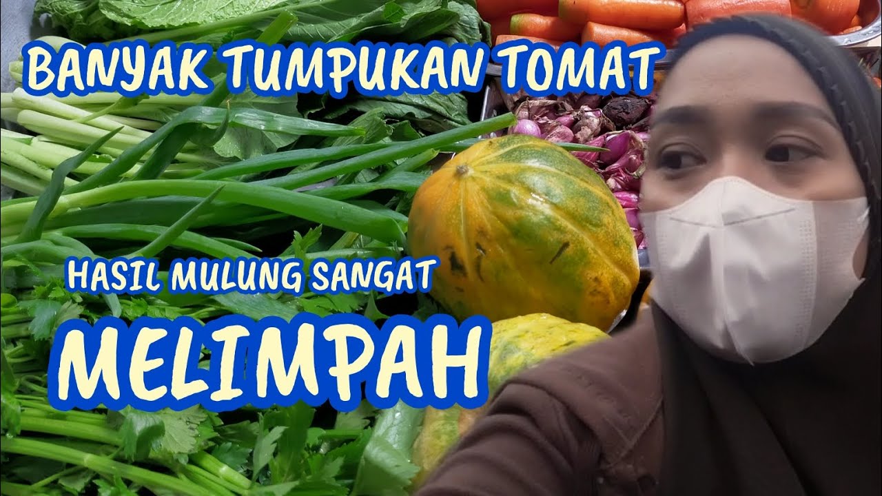 BANYAK TUMPUKAN TOMAT HASILNYA PUN SANGAT MELIMPAH 