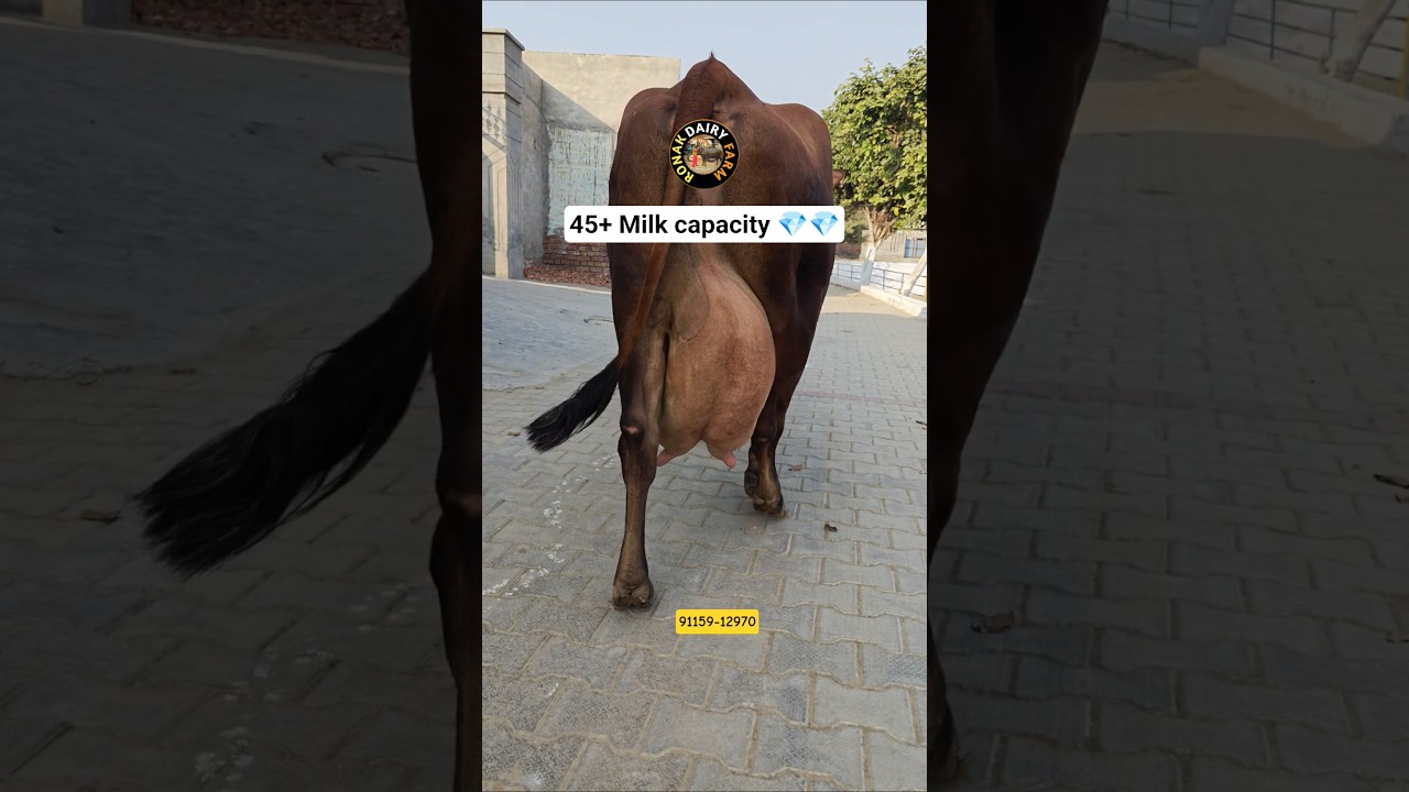 Jersey cross cow for sale 👌👌