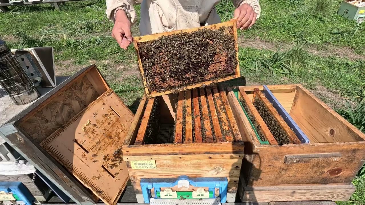 snelgrove ile koloni çoğaltma 08 nisan 2023