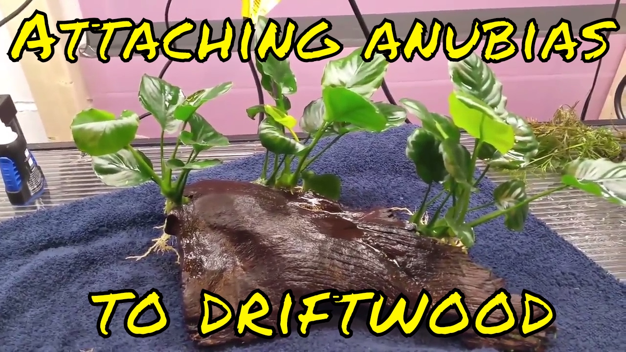 Attaching Anubias to driftwood, using super glue gel
