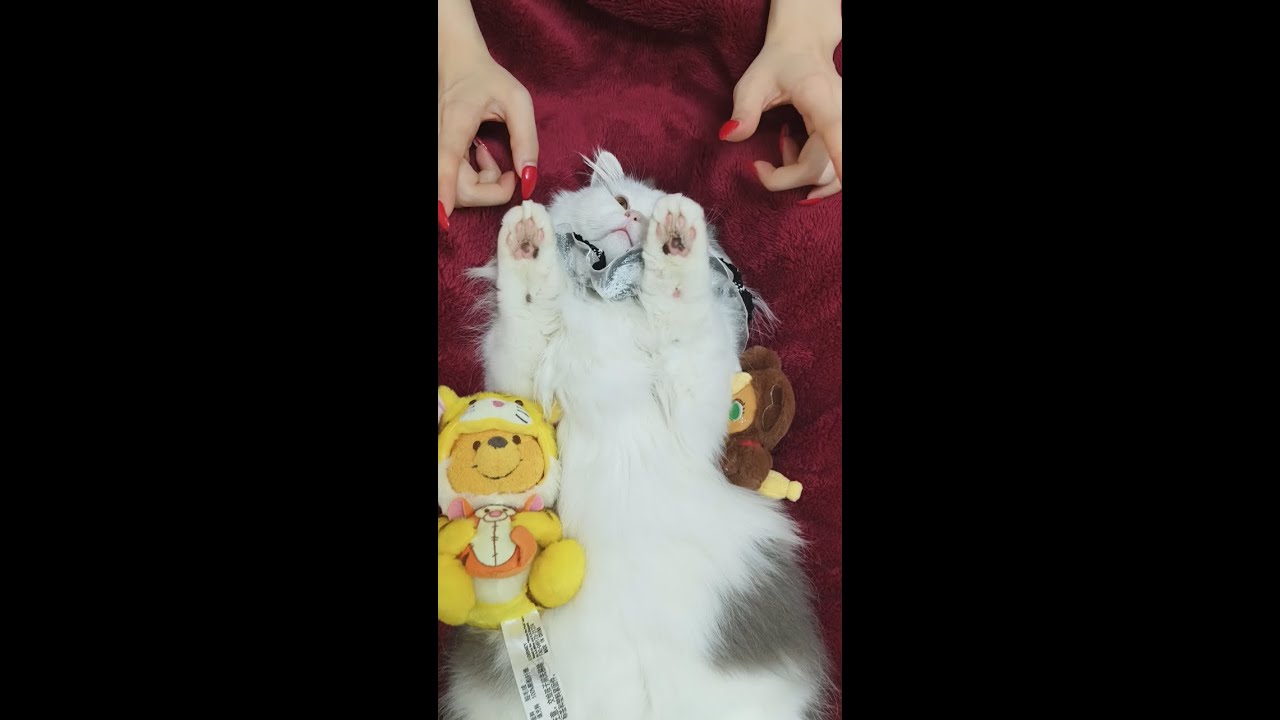 ASMR Cat Spa No Talking   Intense Ear Cleaning, Face Massage & Paw Wash Triggers 4K E23