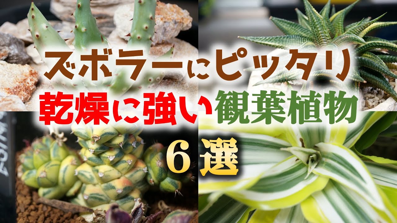 100均シリーズも登場…！水やり忘れ常習犯でも枯れづらい観葉植物♪油断できない管理の注意点【Plant Tour】