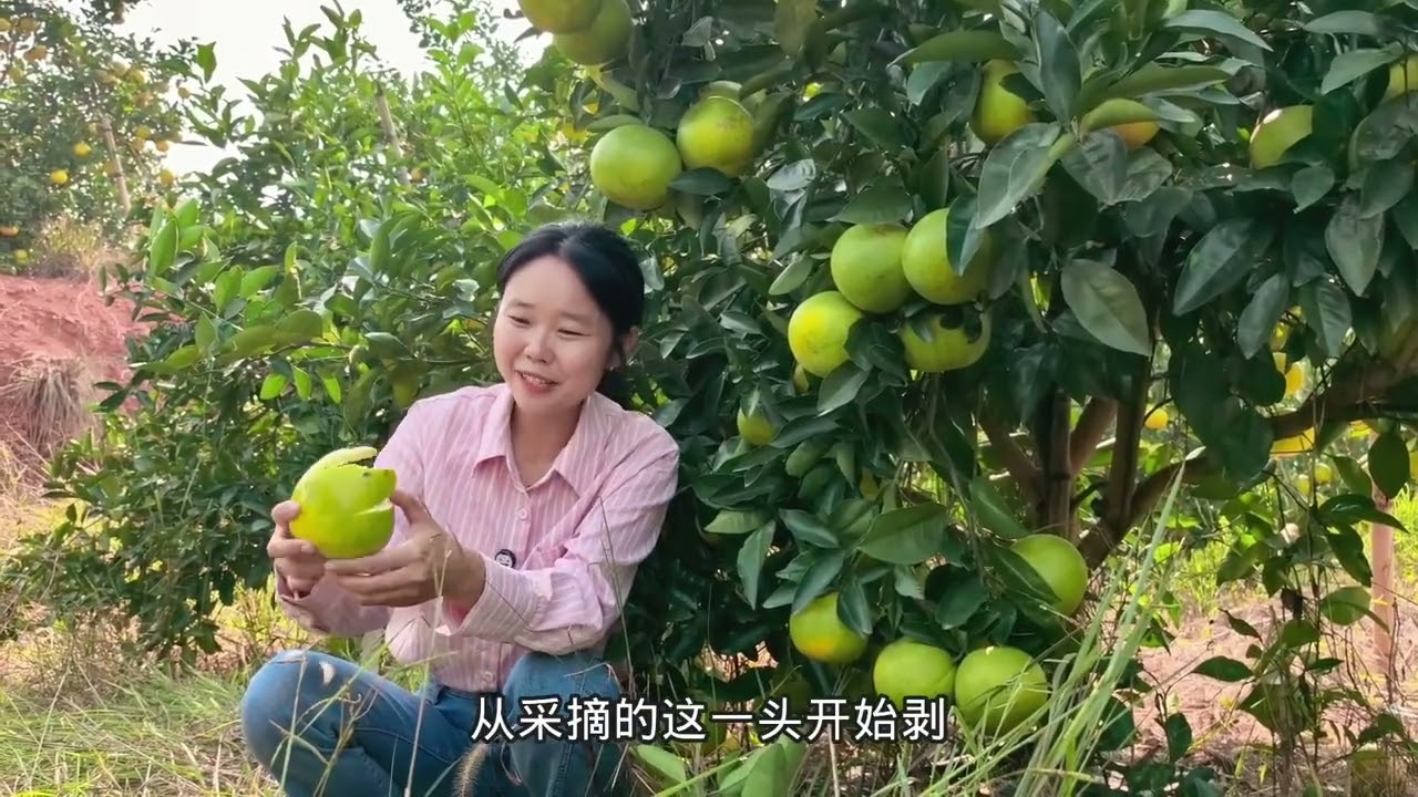 鸡尾青柚大丰收，媳妇带着阿姨忙着采摘，清甜无酸吃一次就爱上了