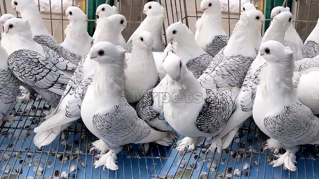 Amazing fancy pigeon varieties & Breeding fancy pigeons || fancy pigeon name - Satinette pigeons