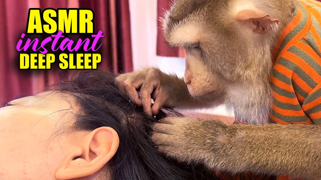 No Talking ASMR – Soothing Monkey Grooming Sounds for Instant Sleep