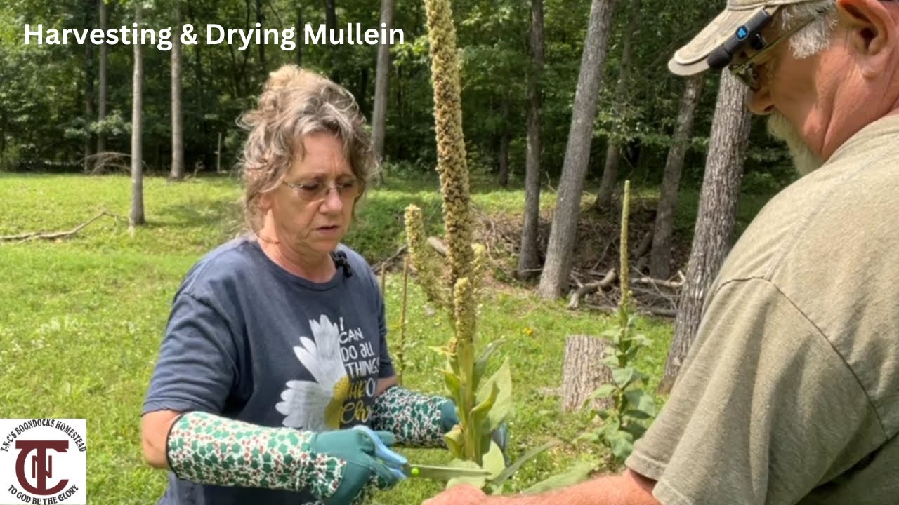 How to Harvest and Dry Mullein