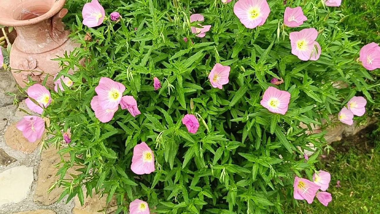 oenothera speciosa rosea,enotera rosa