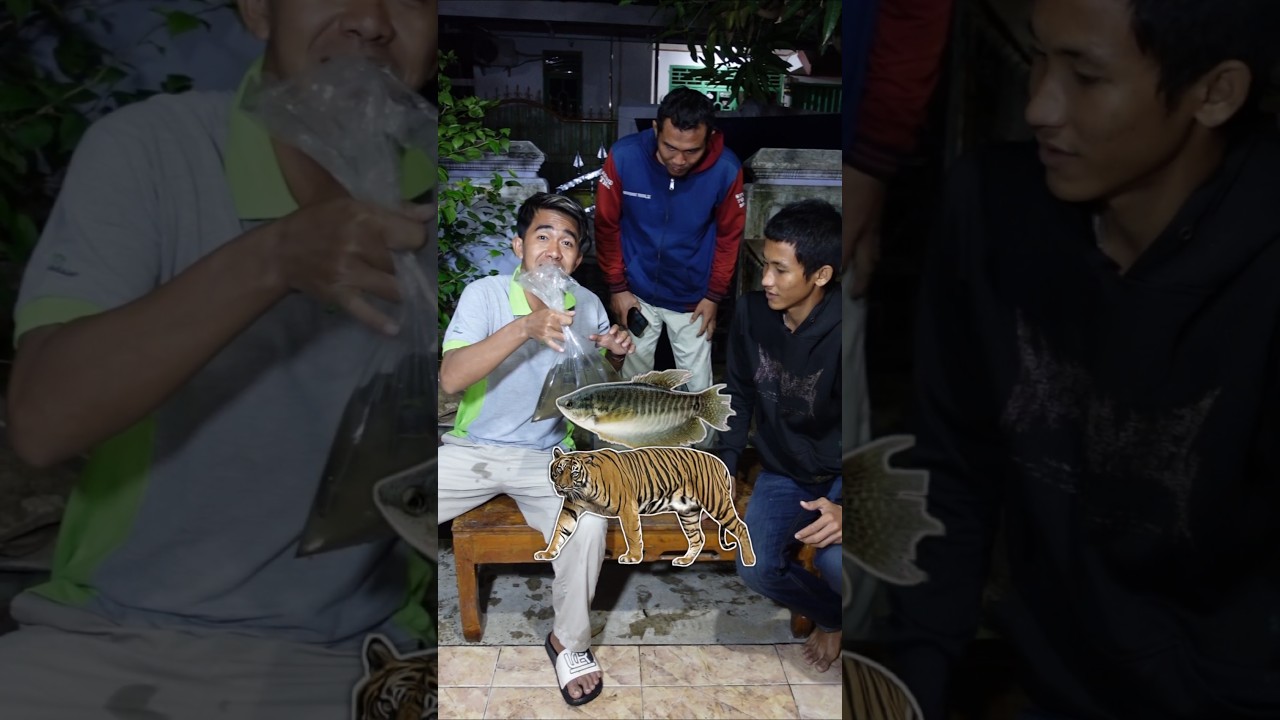 INI BEDA IKAN SEPAT MACAN DENGAN SEPAT BIASA KETIKA MASUK AQUARIUM