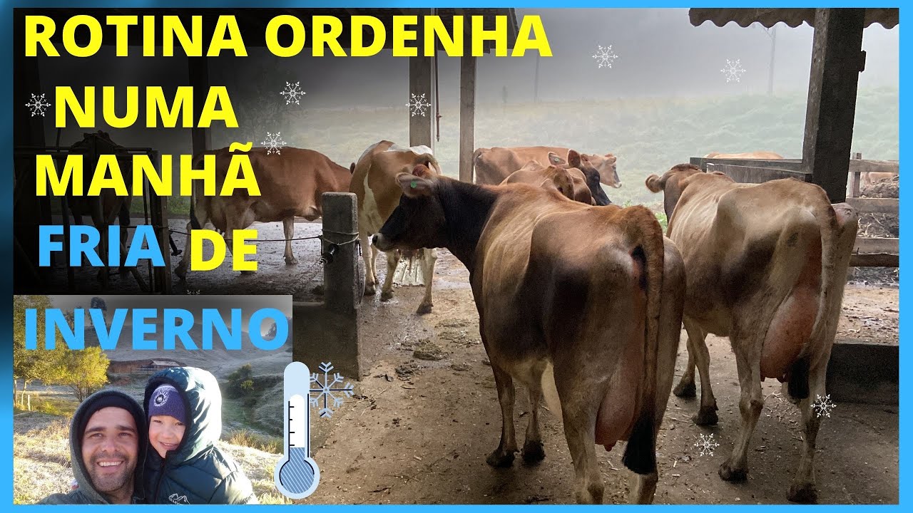 Ordenha das vacas numa manha fria de inverno 🧣🧤🧦