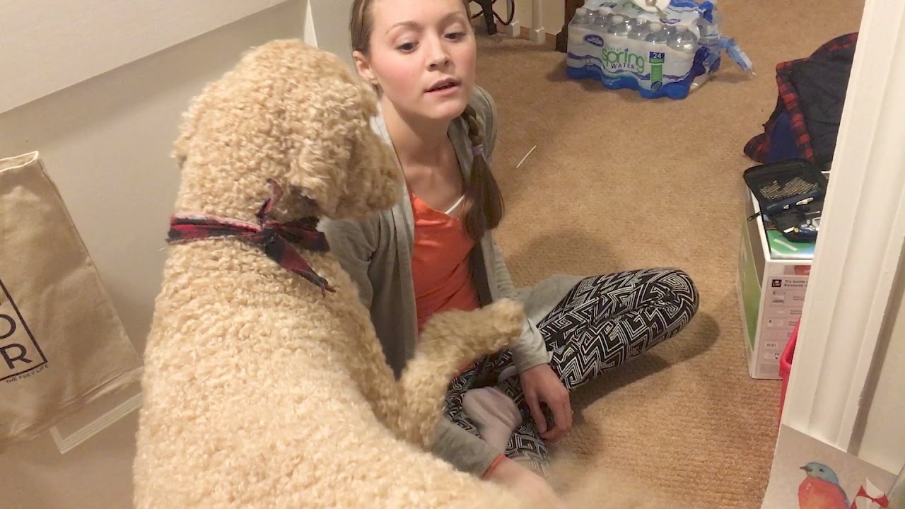 WHAT HAPPENS WHEN BLOOD SUGAR DROPS | Service Dog Alert (3.31.17)