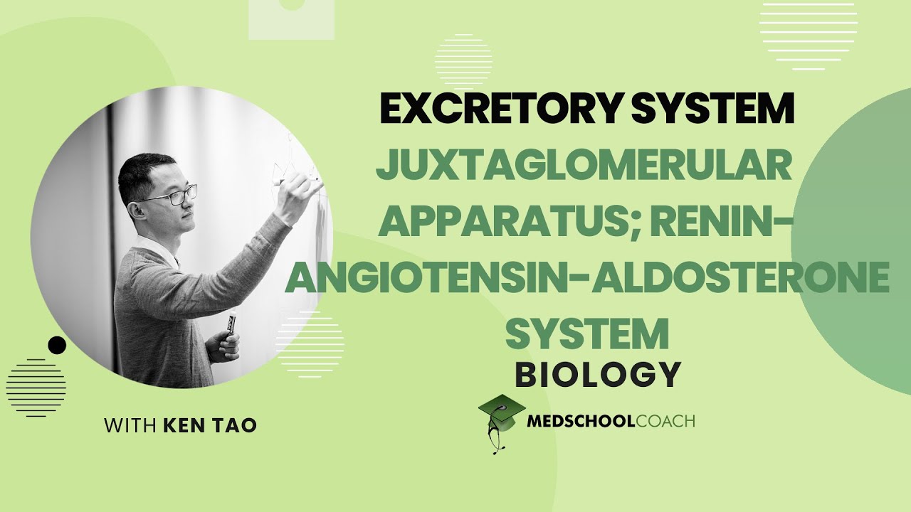 Juxtaglomerular Apparatus & Renin Angiotensin and Aldosterone