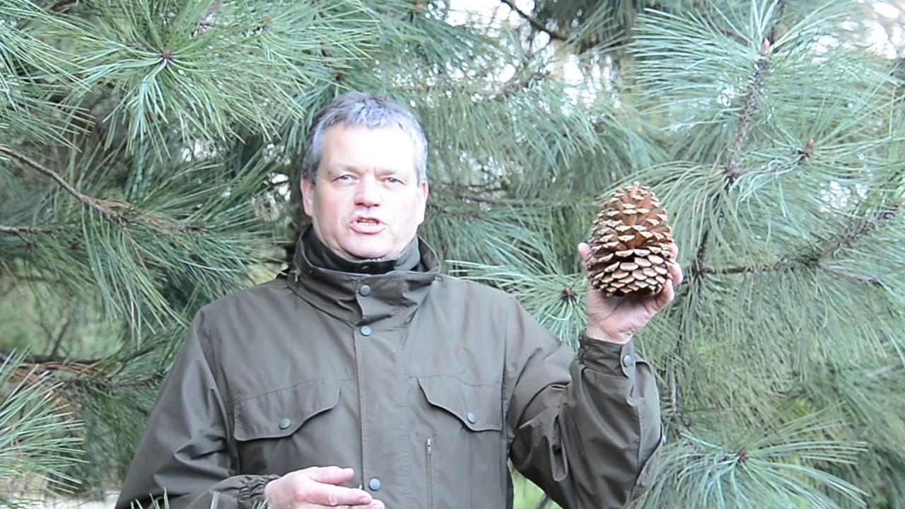 Sosny – drzewa niezwykłe. Odcinek 4.