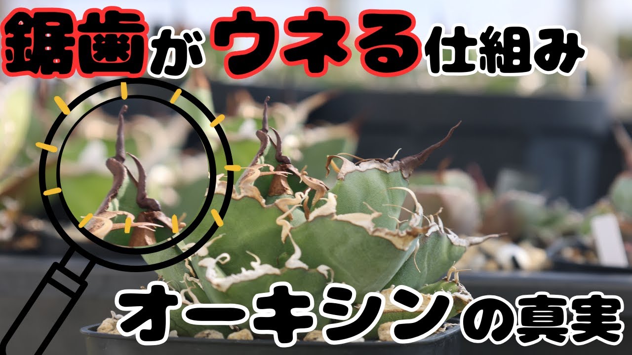 オーキシンを知ればアガベが育つ！知らないと損する植物の秘密
