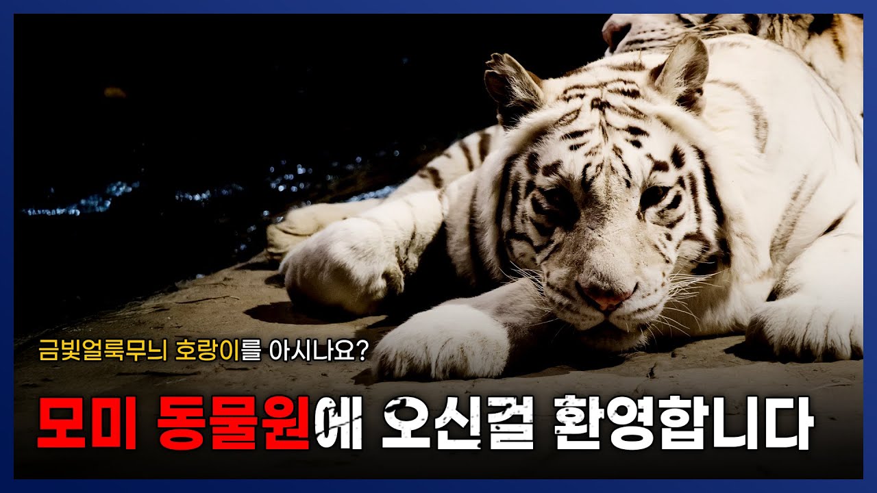 [ 나폴리탄 ] 멸종위기종 금빛얼룩무늬 호랑이가 있다는? 동물원 안전수칙 || 세모미 공포 괴담 무서운 이야기