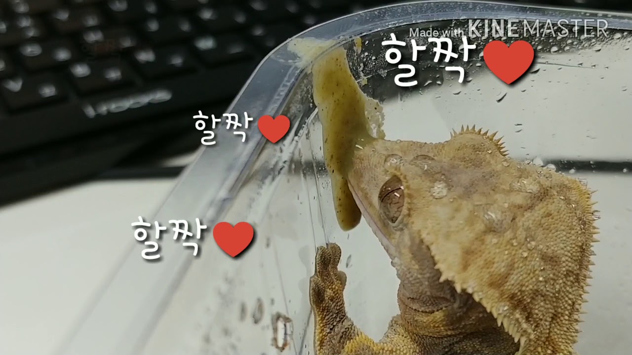 'Correlophus ciliatus' eating 'Superfood'!! (Crested gecko)