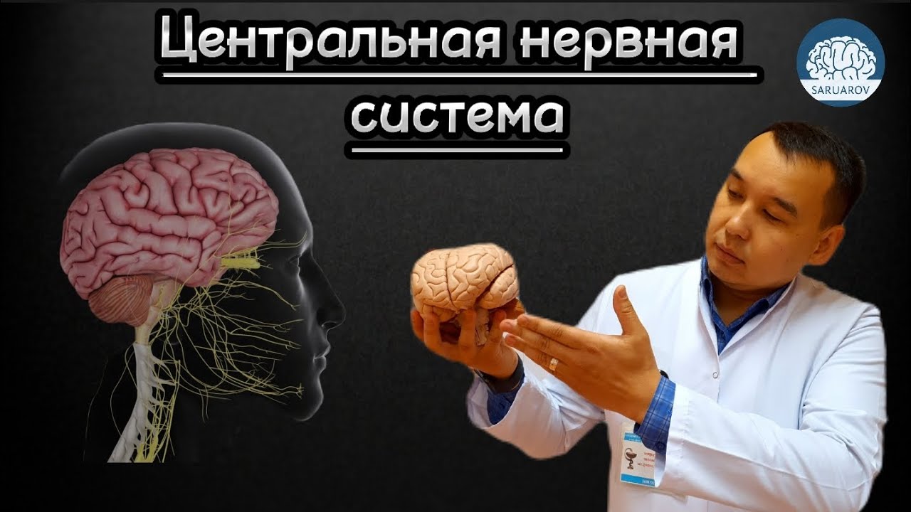 Центральная нервная система. Части головного мозга